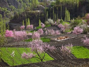 CherryBlossom-Hunza